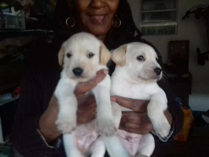 Cachorro ra a Srd idade Abaixo de 2 meses nome Tico