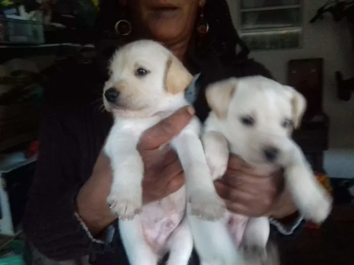 Cachorro ra a Srd idade Abaixo de 2 meses nome Tico