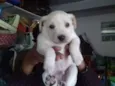 Tico