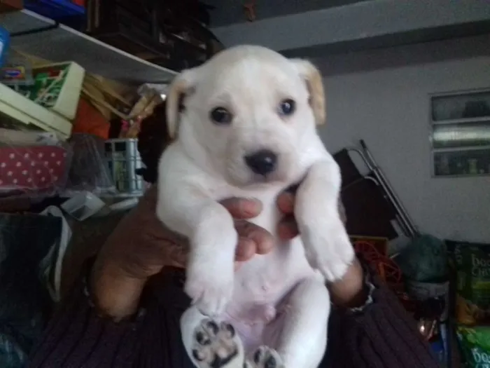 Cachorro ra a Srd idade Abaixo de 2 meses nome Tico