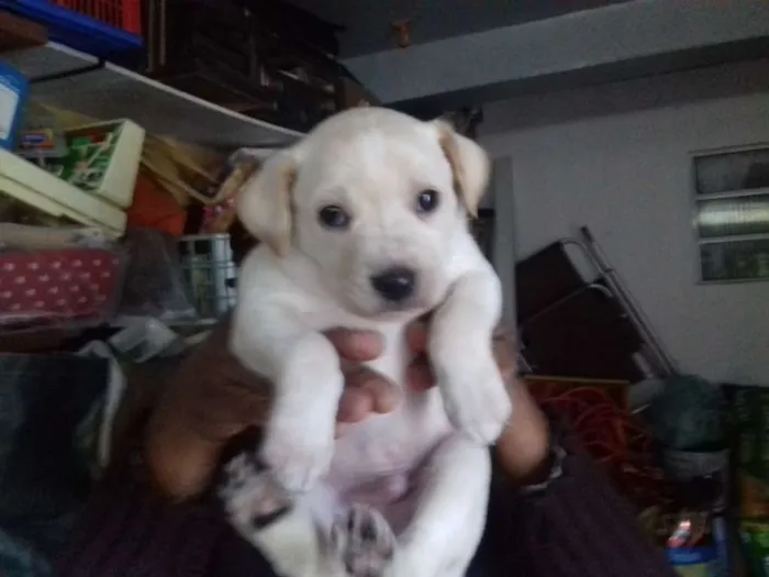 Cachorro ra a Srd idade Abaixo de 2 meses nome Tico