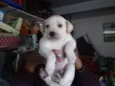 Tico