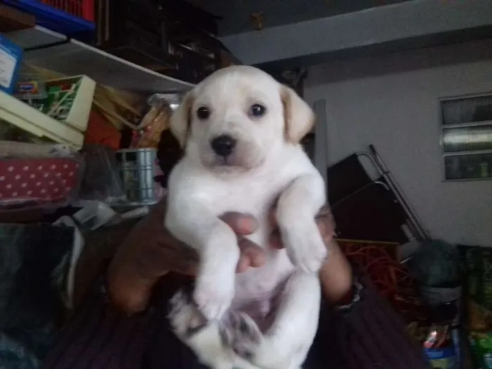 Cachorro ra a Srd idade Abaixo de 2 meses nome Tico