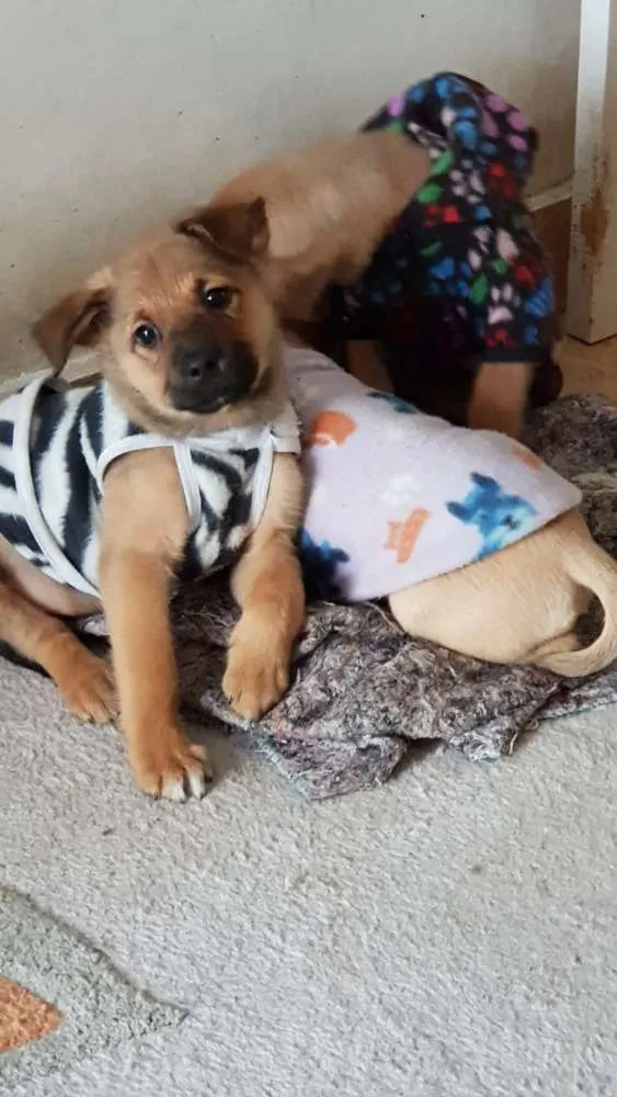 Cachorro ra a Srd idade 2 a 6 meses nome Sem nome
