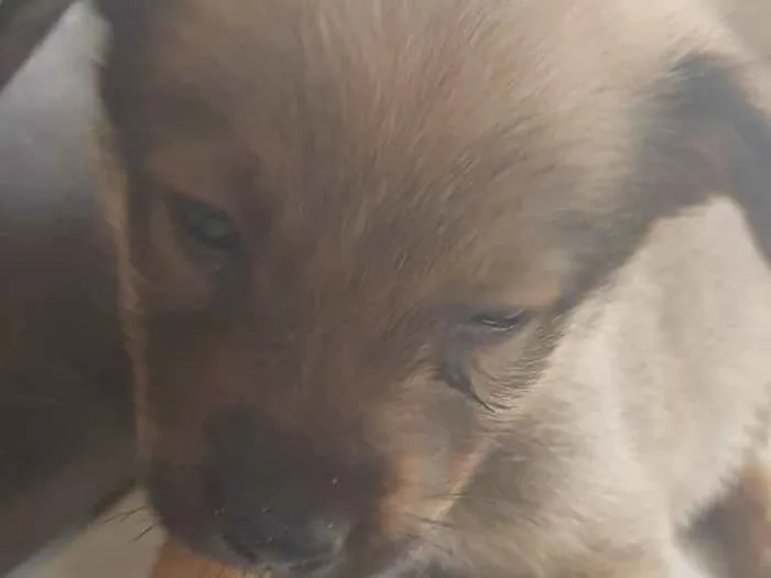 Cachorro ra a Srd idade 2 a 6 meses nome Sem nome