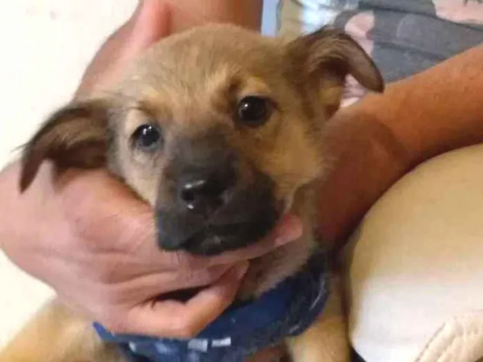 Cachorro ra a Srd idade 2 a 6 meses nome Sem nome