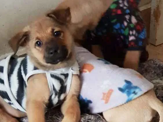 Cachorro ra a Srd idade 2 a 6 meses nome Sem nome