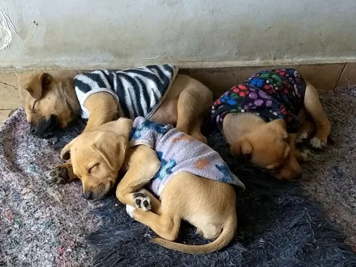 Cachorro ra a Srd idade 2 a 6 meses nome Sem nome
