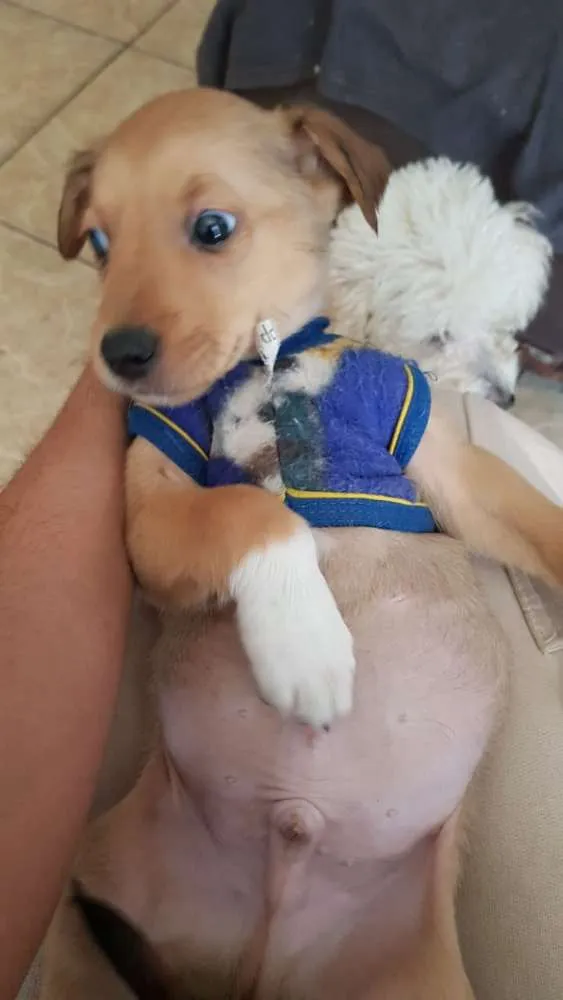 Cachorro ra a Srd idade 2 a 6 meses nome Sem nome