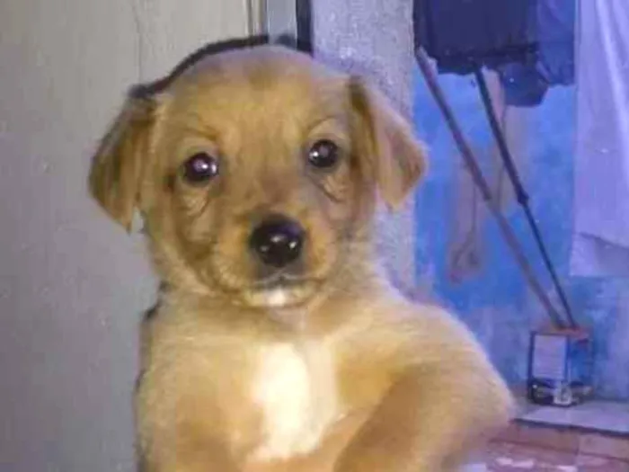 Cachorro ra a Srd idade 2 a 6 meses nome Sem nome