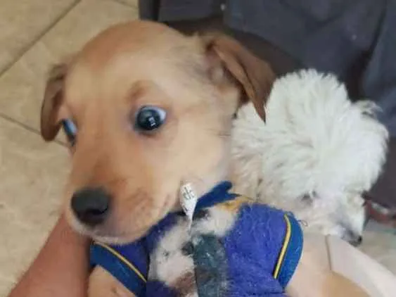 Cachorro ra a Srd idade 2 a 6 meses nome Sem nome