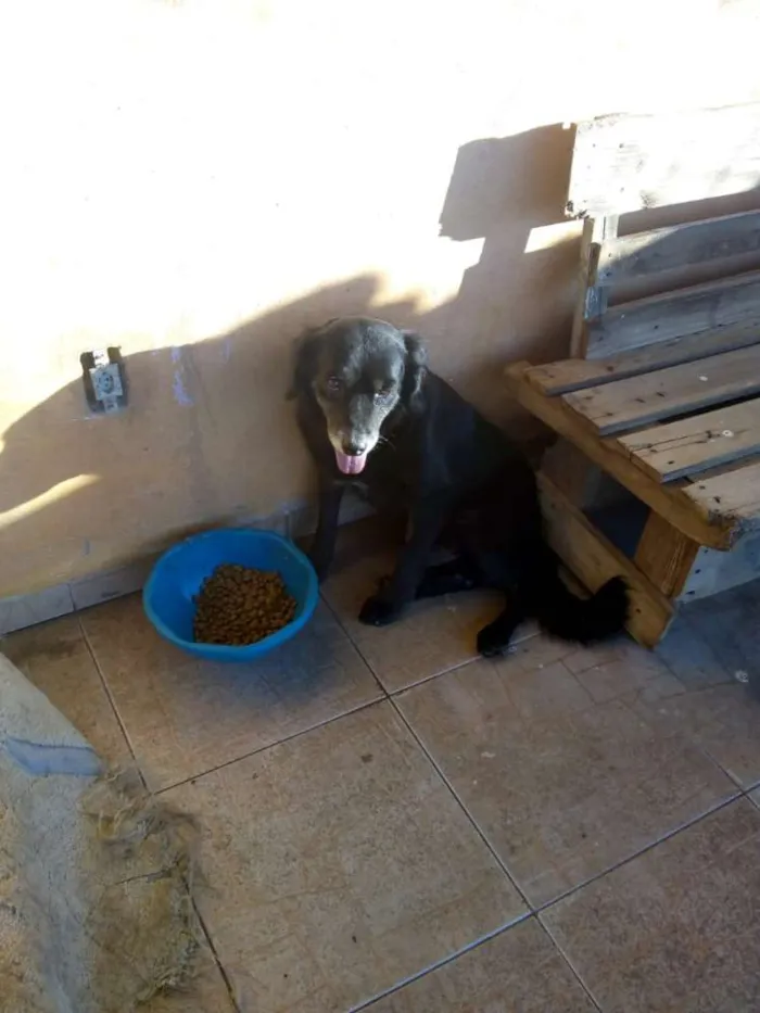 Cachorro ra a SRD idade 5 anos nome Sid