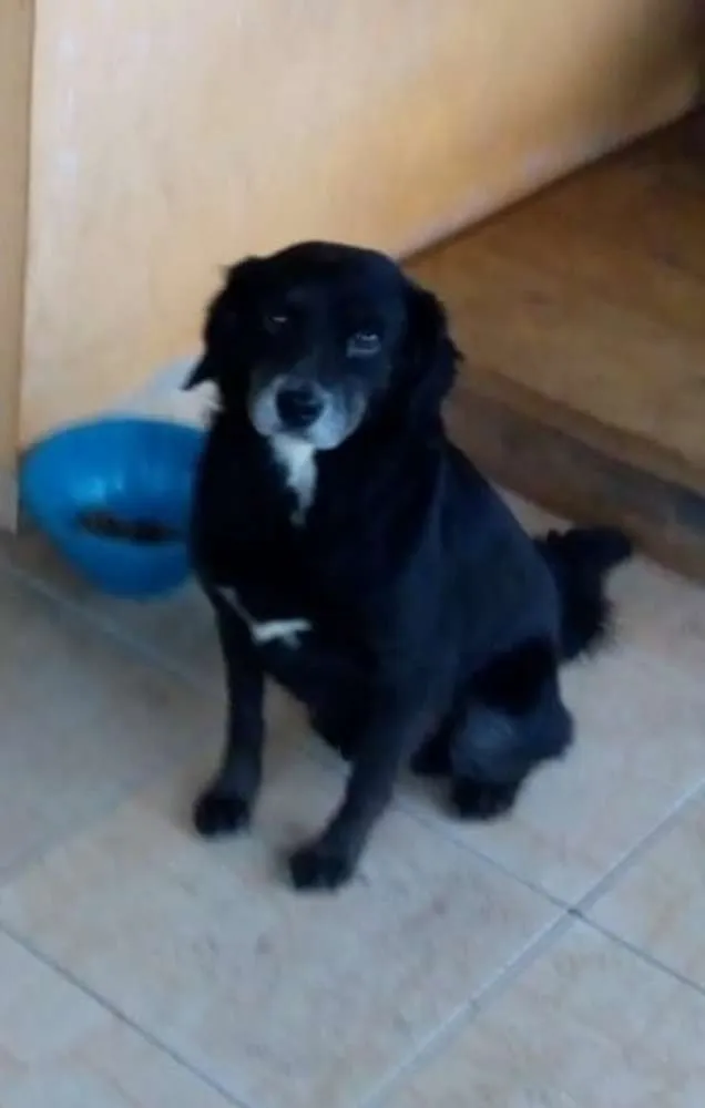 Cachorro ra a SRD idade 5 anos nome Sid