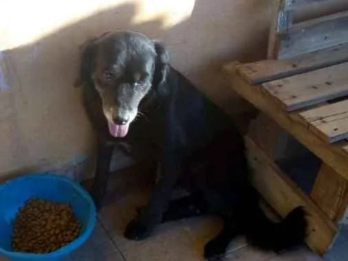 Cachorro ra a SRD idade 5 anos nome Sid