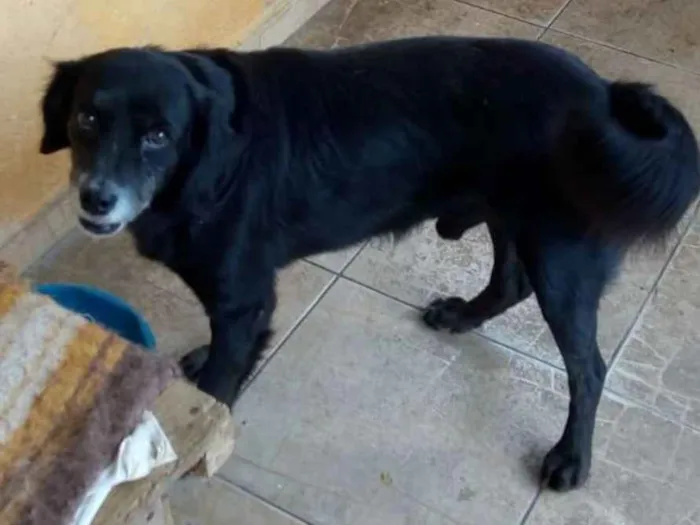 Cachorro ra a SRD idade 5 anos nome Sid