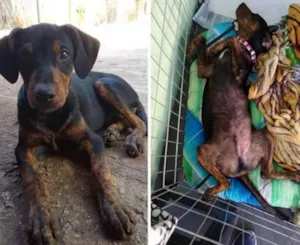 Cachorro raça SRD idade 7 a 11 meses nome Muffin