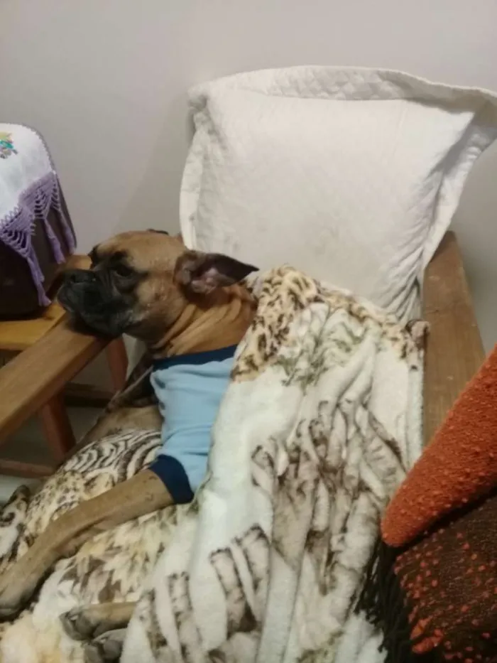Cachorro raça Boxer idade 4 anos nome Maya 