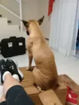 Maya 