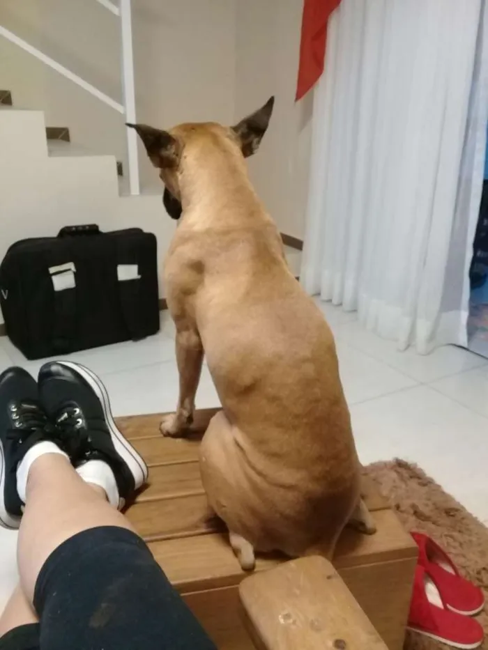 Cachorro raça Boxer idade 4 anos nome Maya 