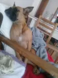 Maya 
