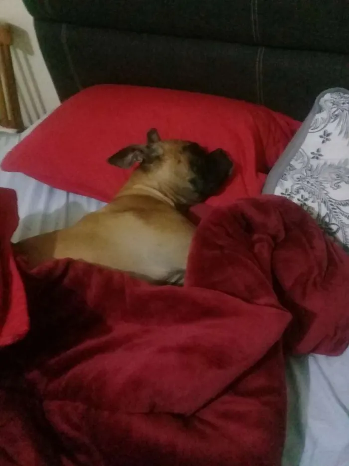 Cachorro raça Boxer idade 4 anos nome Maya 