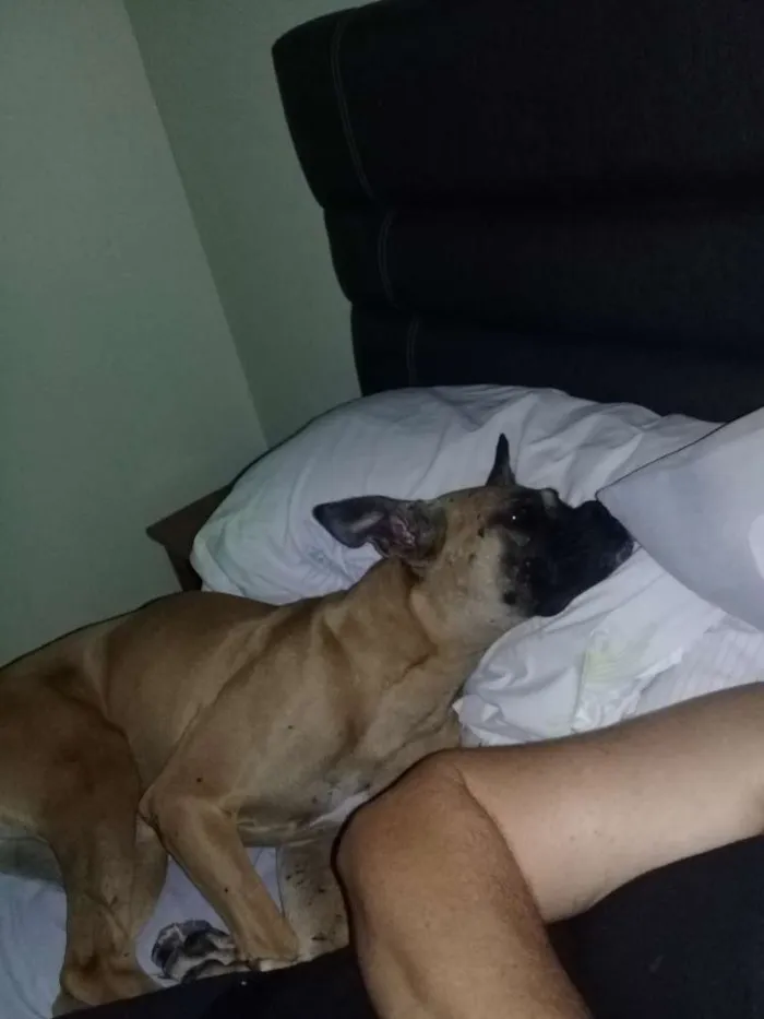 Cachorro raça Boxer idade 4 anos nome Maya 