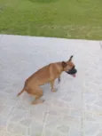 Maya 