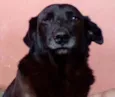 Tripé