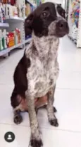 Arya