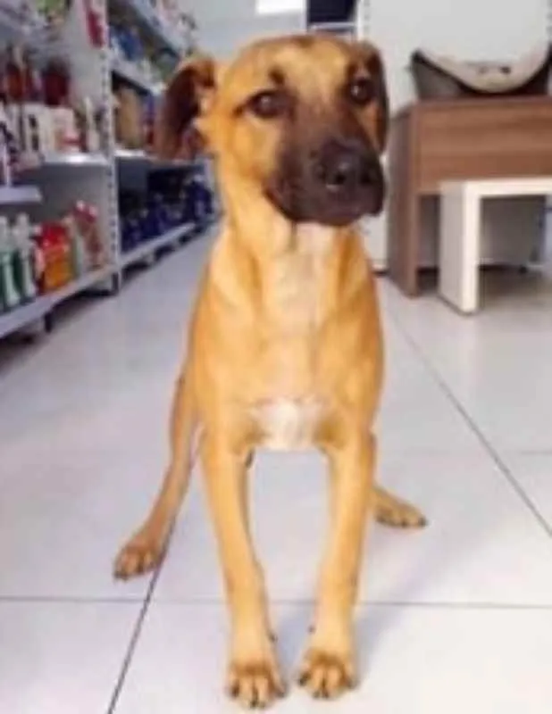 Cachorro ra a SRD idade 2 a 6 meses nome Jhon