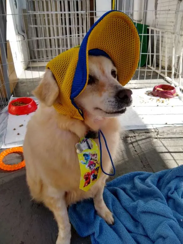 Cachorro ra a SRD idade 3 anos nome Vitinho