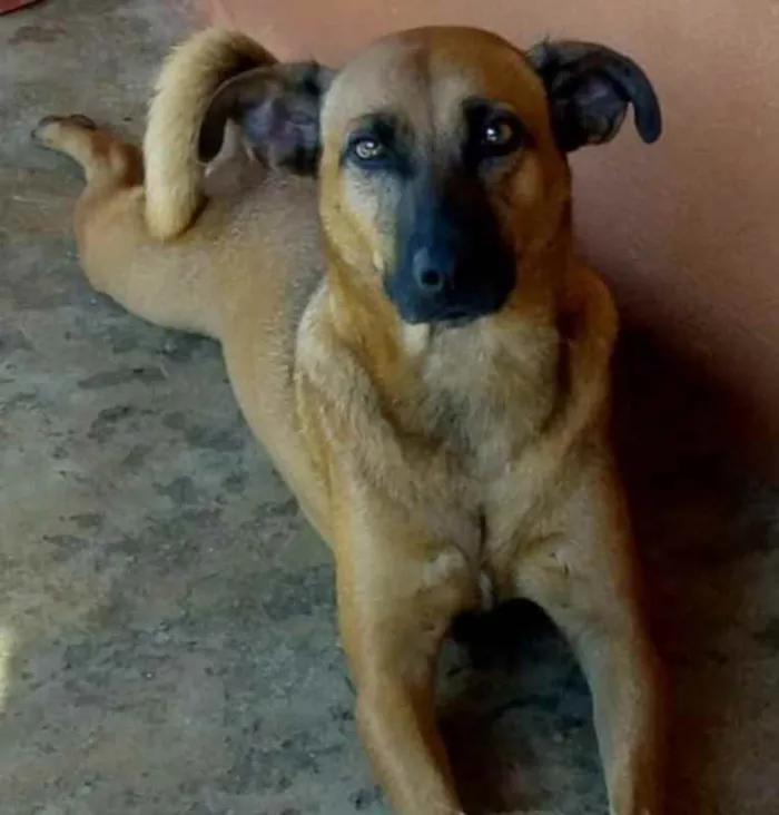 Cachorro raça SRD idade 3 anos nome Julie