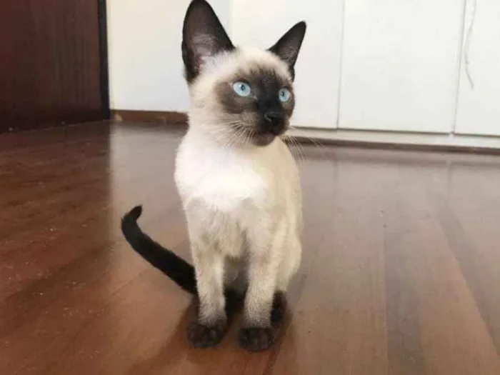 Gato ra a SRD idade 2 a 6 meses nome Edward