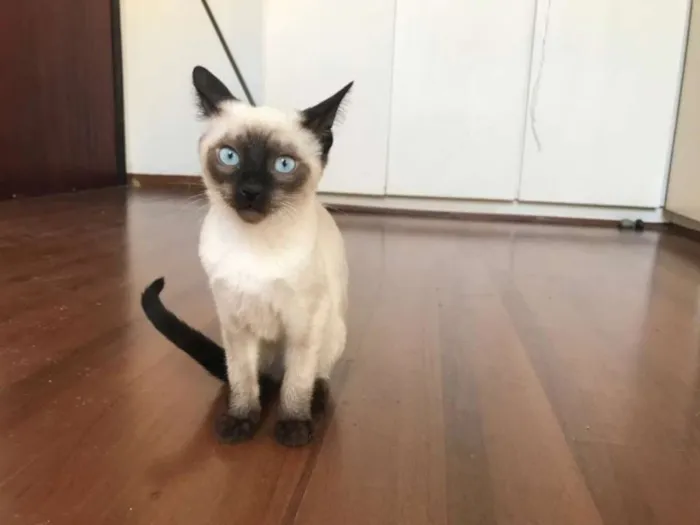 Gato ra a SRD idade 2 a 6 meses nome Edward