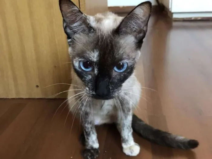 Gato raça SRD idade 1 ano nome Enamorada