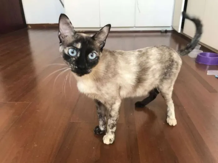 Gato raça SRD idade 1 ano nome Enamorada