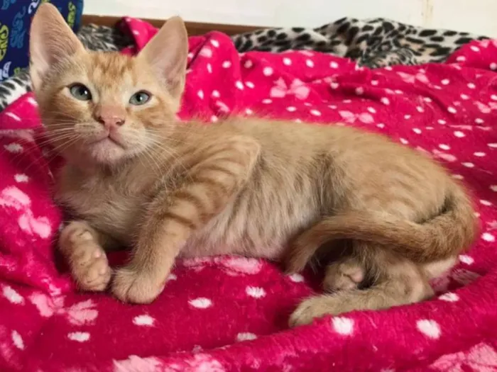Gato ra a SRD idade 2 a 6 meses nome Erik