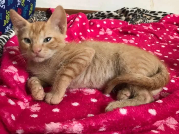 Gato ra a SRD idade 2 a 6 meses nome Erik