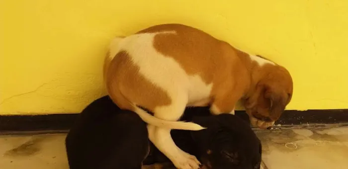 Cachorro ra a  idade Abaixo de 2 meses nome Sem nome