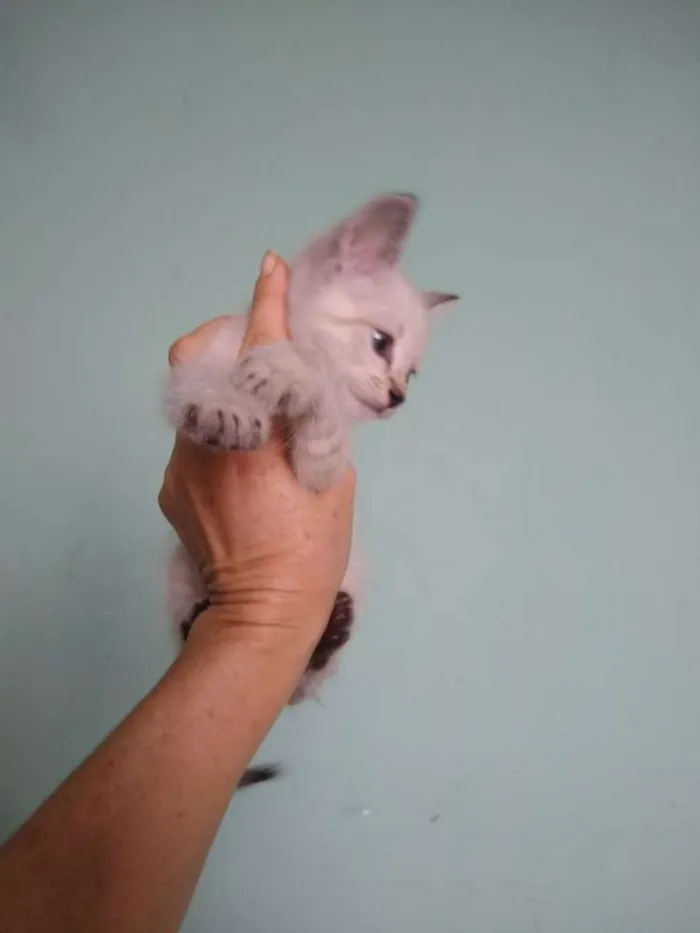 Gato ra a Siamês idade 2 a 6 meses nome Ainda sem nome