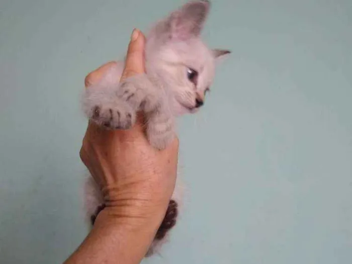 Gato ra a Siamês idade 2 a 6 meses nome Ainda sem nome