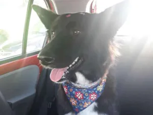 Cachorro raça SRD (mas parece Boder Collie) idade 2 anos nome FRAN