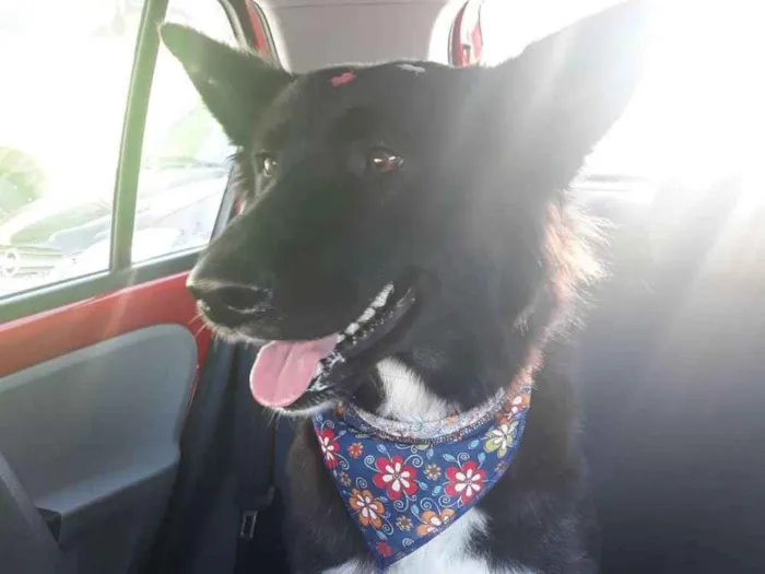 Cachorro ra a SRD (mas parece Boder Collie) idade 2 anos nome FRAN