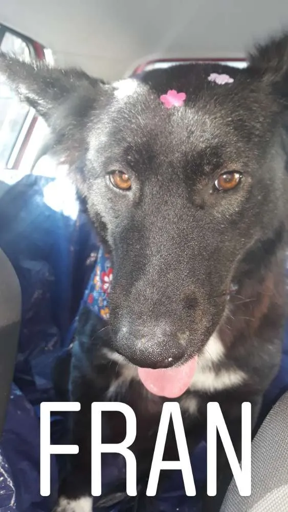 Cachorro ra a SRD (mas parece Boder Collie) idade 2 anos nome FRAN