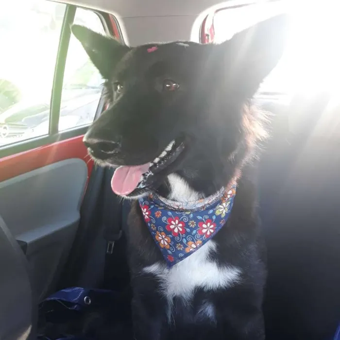 Cachorro ra a SRD (mas parece Boder Collie) idade 2 anos nome FRAN