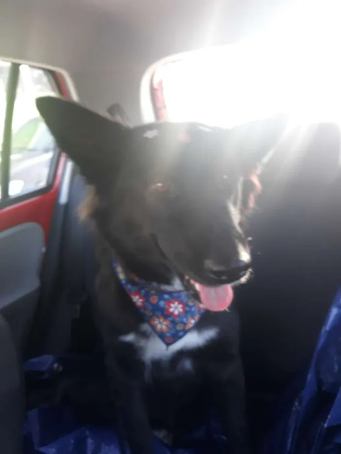 Cachorro ra a SRD (mas parece Boder Collie) idade 2 anos nome FRAN