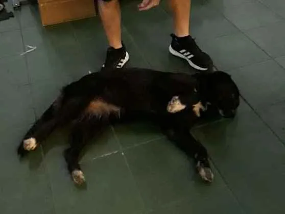 Cachorro ra a SRD (mas parece Boder Collie) idade 2 anos nome FRAN