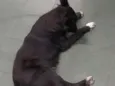 FRAN