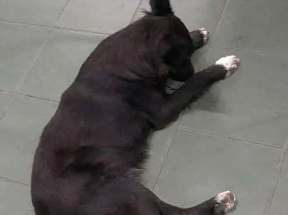 Cachorro ra a SRD (mas parece Boder Collie) idade 2 anos nome FRAN