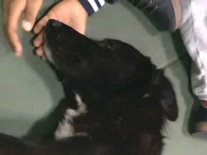 Cachorro ra a SRD (mas parece Boder Collie) idade 2 anos nome FRAN